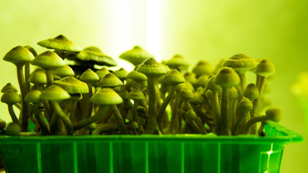 psychedelic mushrooms psyxotropa manitaria